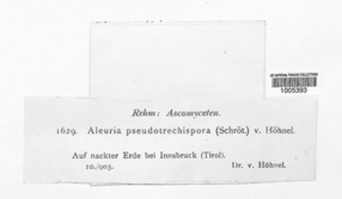 Scutellinia pseudotrechispora image